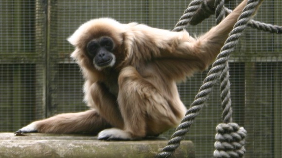 Gibbon