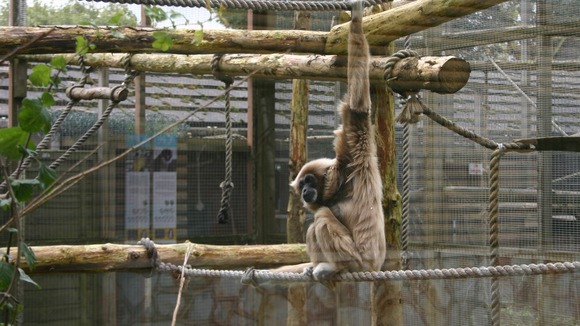 Gibbon