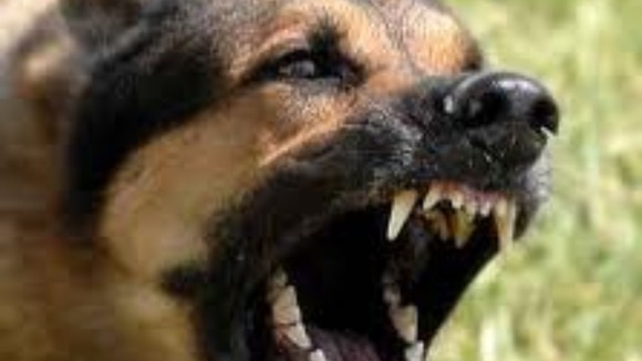 Snarling dog
