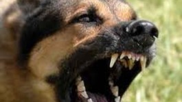 Snarling dog