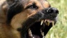 Snarling dog