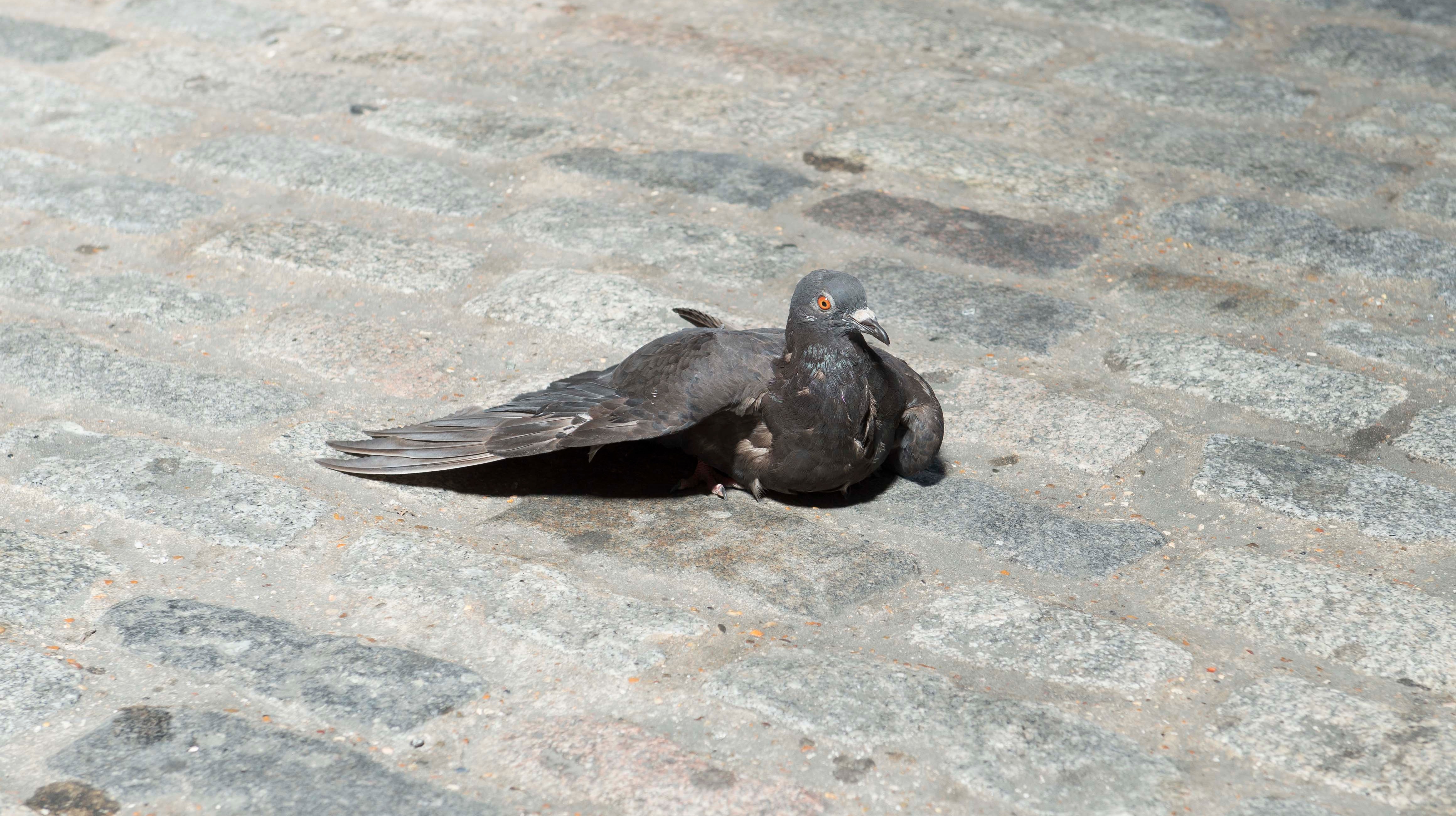 Paramedic who rushed to help 'collapsed woman' finds a dying pigeon