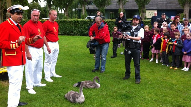 ITV Meridian's camera man Mick Hopley prepares for a close up on cygnets 