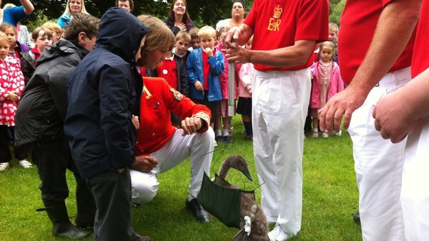 A cygnet is weighed by school children 