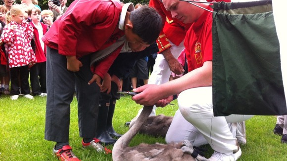 Children help to measure now long a cygnet is as part of the annual Swan Upping