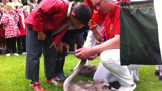 Children help to measure now long a cygnet is as part of the annual Swan Upping