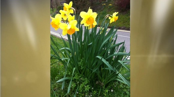 Daffodils