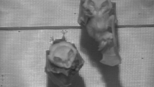 Bats