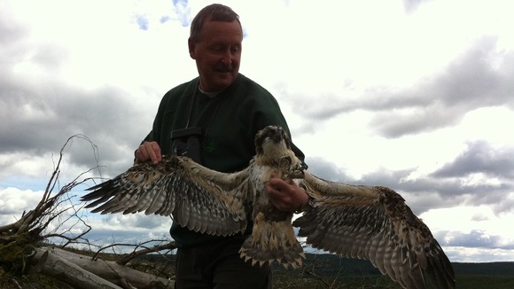 Osprey