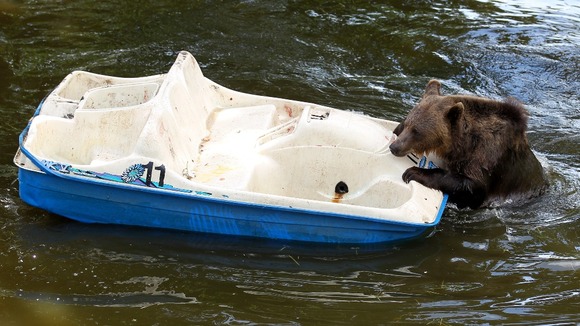 Nellie struggles to get aboard