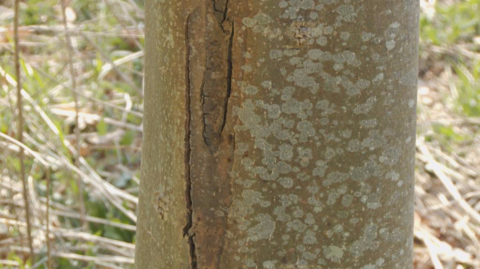 How to spot Ash Dieback Border ITV News