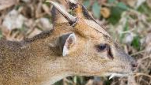 Muntjac deer