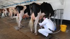 Dairy farmers protest over cuts to payments
