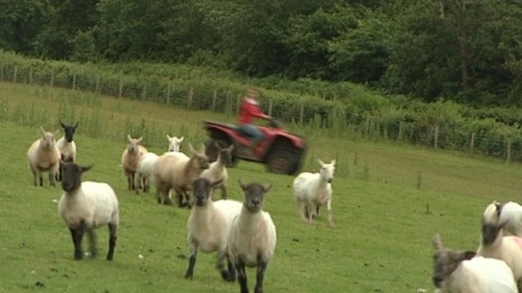 Eleri herding sheep