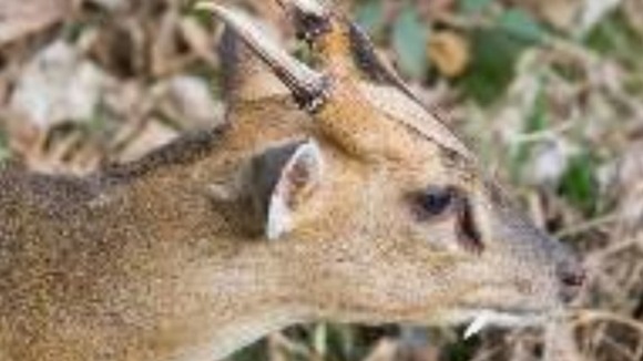Muntjac deer