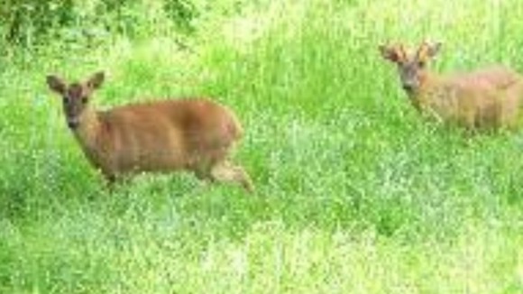 Muntjac deer