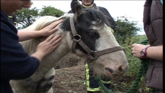 Horse rescue