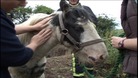 Horse rescue