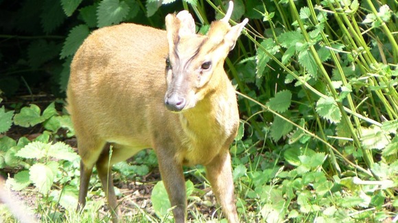 Muntjac deer