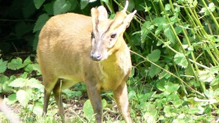 Muntjac deer