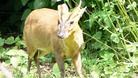 Muntjac deer