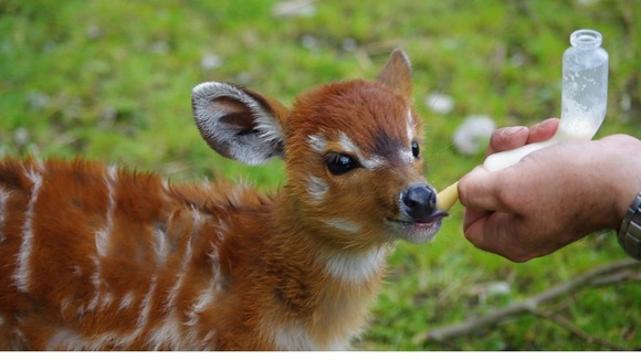 Chloe the sitatunga