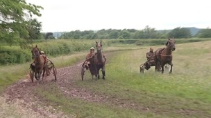 Trotting horses