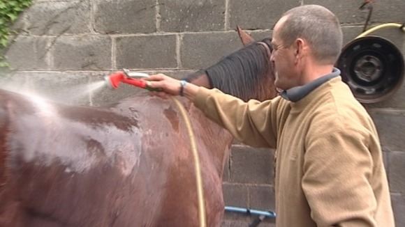 Andrew washing horse