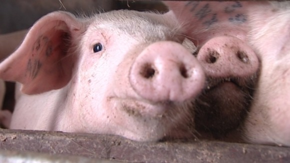 Pigs looking out