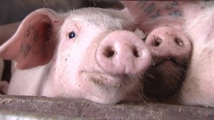 Pigs looking out