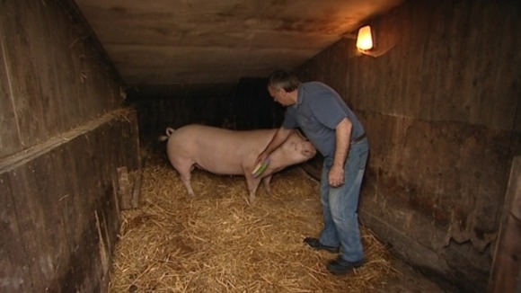 Ken grooming pig