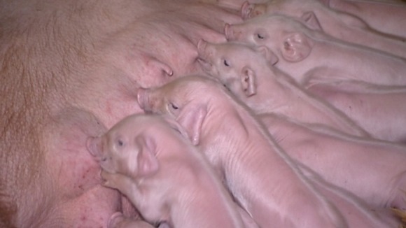 Piglets suckling