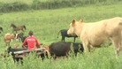 Cattle in field