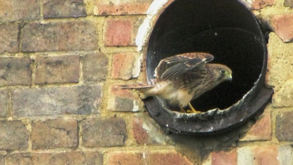 Kestrel
