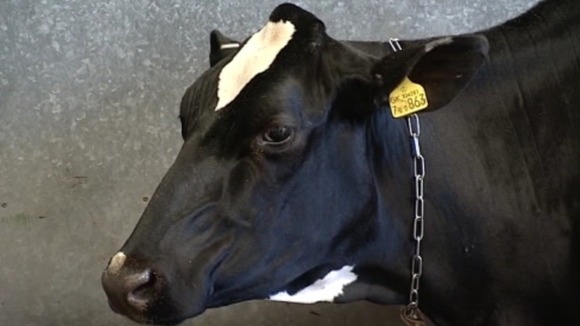 A cow at the Royal Welsh Show