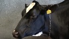 A cow at the Royal Welsh Show