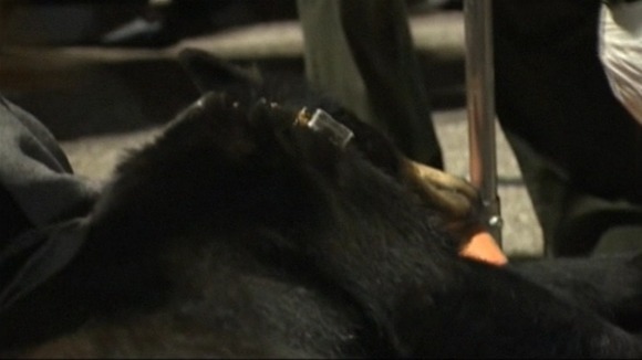 The bear was tranquilized after entering the shopping mall.