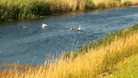 Swans