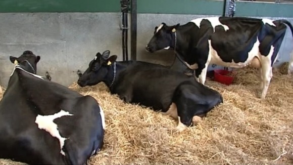 Cows