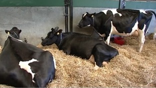 Cows