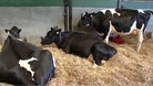 Cows