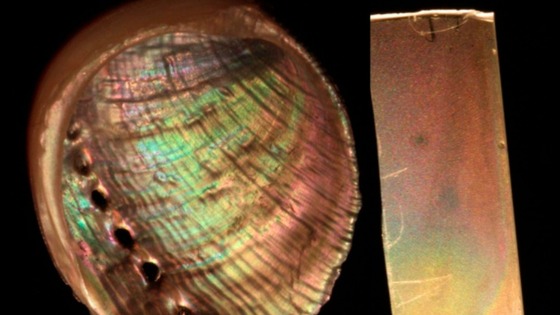 The synthetic mother of pearl (on the right)
