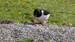 Oystercatcher