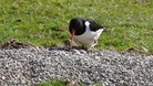 Oystercatcher