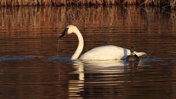 Swans