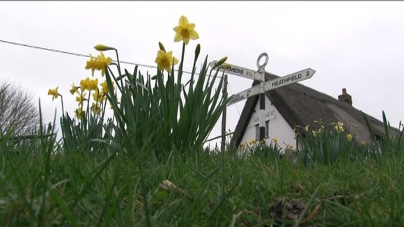 Daffodils in Thriplow