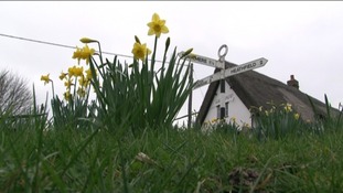 Daffodils in Thriplow