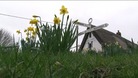 Daffodils in Thriplow