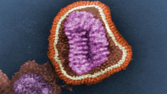 An influenza virus particle.
