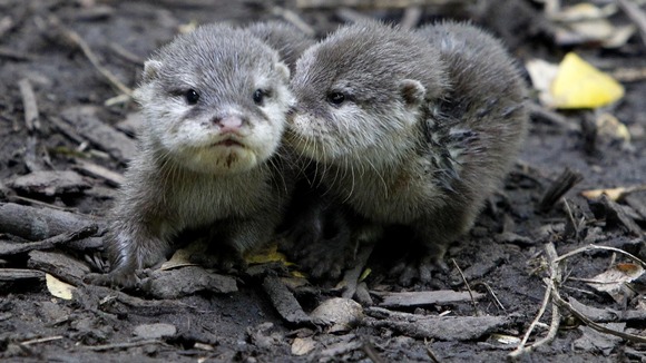 10 week old Rebecca and Daley, the Short Clawed Otters named after Olympians Rebecca Adlington and Tom Daley 